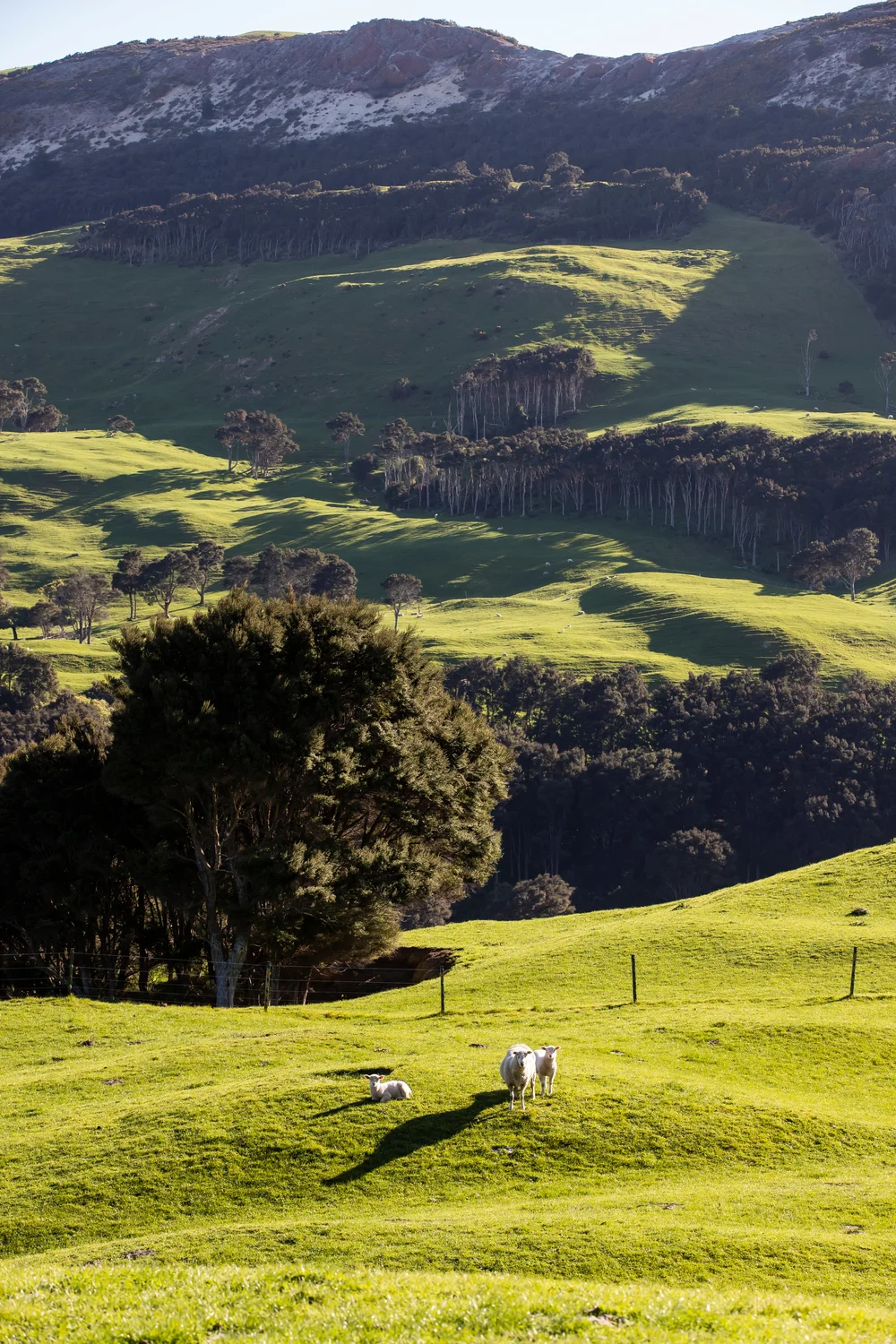 Oversized White Hoodie